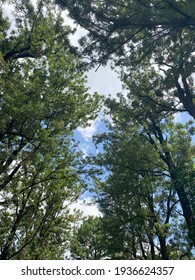 Tall Trees Surround You With A Blue Sky 