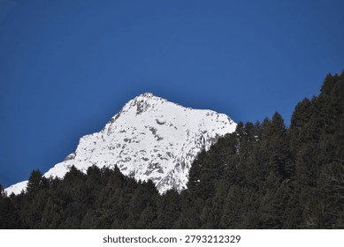 A tall, triangular mountain peak stands out clearly against a bright, solid blue sky. The bottom of the picture is covered by a dense forest of dark green pine trees that climbs higher on the right side to create a sloping treeline. The rugged mountain sits mostly on the left side of the frame, showing rough rock patches breaking through a heavy layer of white winter snow. Bright daylight hits the snowy ridges directly, casting clear shadows across the stone and creating a strong contrast with the dark, shaded trees below.