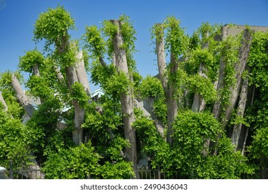 Tall trimmed trees with fresh green leaves sprouting from tree trunks, shot against clear blue sky. Lush greenery contrasts with the bare tree trunks, indicating a season of new growth. - Powered by Shutterstock