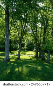 tall vertical deciduous trees with a dense lush green canopy full of leaves growing over a grass field in a back yard property of wooded forest land in park of mid Atlantic state 