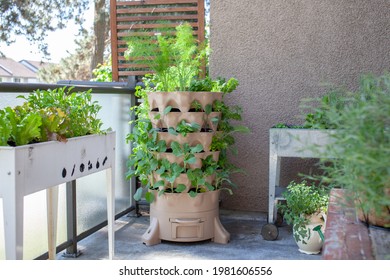 A Tall Vertical Garden Sits On An Apartment Balcony (patio) With Fresh Salad Greens, Herbs And Vegetables. Ideal Small Space And Urban Gardening Solution