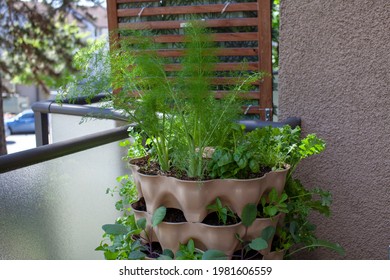 A Tall Vertical Garden Sits On An Apartment Balcony (patio) With Fresh Salad Greens, Herbs And Vegetables. Ideal Small Space And Urban Gardening Solution