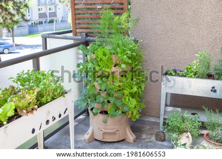 A tall vertical garden sits on an apartment balcony (patio) with fresh salad greens, herbs and vegetables. Ideal small space and urban gardening solution