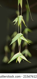A tall vertical shot of bamboo tree leaves hanging down with intertwined leaves like origami