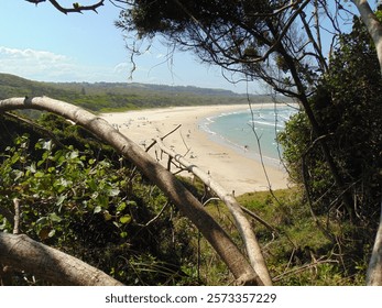                                tall view looking to the ocean between trees