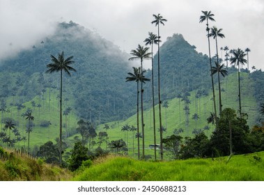 Tall wax palms in Cocora Valley, Quindío, Colombia with lush greenery - Powered by Shutterstock