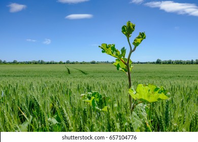 Tall weed seen growing in a large summer field of English barley with a near clear blue sky, seen after a heavy rain show.