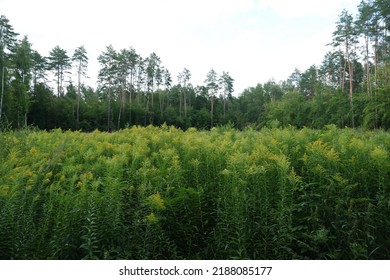 Tall Weeds Grow In The Forest