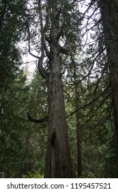 Tall Western Redcedar Tree In Forest