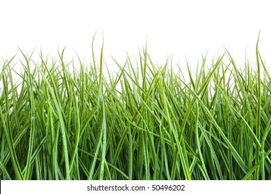 Tall Wet Grass Against A White Background