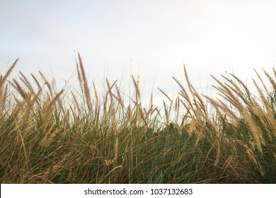 Tall Wheat Grass