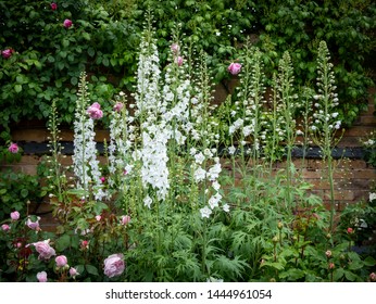 Tall White Herbaceous Perennial Plants In An English Garden