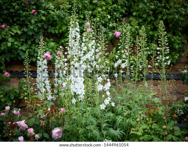 Tall White Herbaceous Perennial Plants English Stock Photo 1444961054 ...