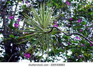 

Tall White Pandanus Flower Beautiful Sharp Leaves