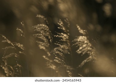 tall wild grass glowing in the sunlight and waving in the breeze - Powered by Shutterstock