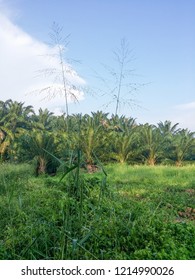 Tall Wild Switchgrass