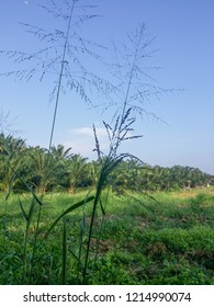 Tall Wild Switchgrass