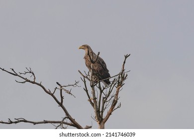 A tall, withered tree. The white-tailed eagle sits on top of it, on leafless branches. The sky is covered with light gray clouds.