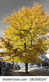 Tall Yellow Tree Above A Quiet Neighborhood Sidewalk In Black And White Landscape