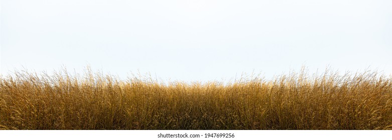 Tall yellow wild grass against an isolated white sky ,background. - Powered by Shutterstock