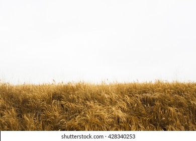 Tall Yellow Wild Grass Against An Isolated White Sky / Background.