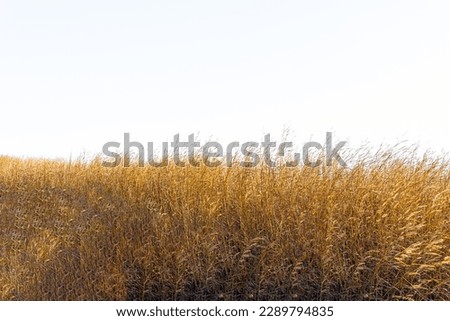 Tall yellow wild grass against an isolated white sky , background