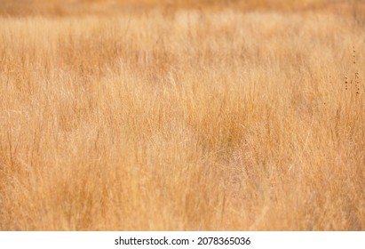 Tall yellow wild grass background - Etosha national park, Namibia.