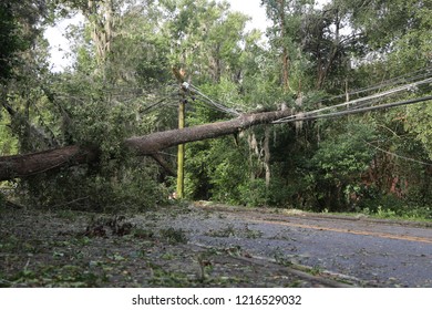 Tallahassee, FL / United States - October 11, 2018. Hurricane Michael's powerful winds took toppled trees causing massive power outage in Tallahassee. More than half of the city lost power. 
