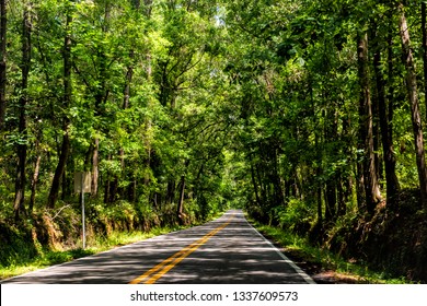 Tallahassee, USA Capital city miccosukee street scenic canopy road with nobody in Florida during day with southern live oak trees