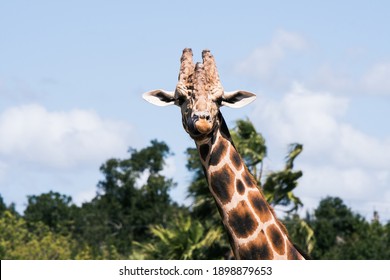 Tallest Animal In The World Hd Stock Images Shutterstock