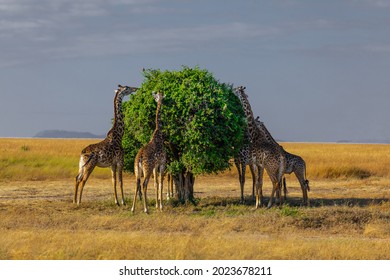 Tallest of the herbivores, The African Giraffe