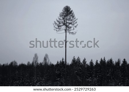 The Tallest Tree in the Forest