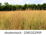 Tallgrass on a prairie surrounded by deciduous trees taken at a riparian woodland in the Great Plains near Wichita, KS