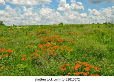 Tallgrass Prairie In Kansas With Milkweed In Forground