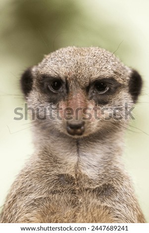 Tallinn Estonia - April 06 2024: Close up portrait of a small mongoose meerkat (Latin: Suricata suricatta). Adorable face of a watchful suricate.