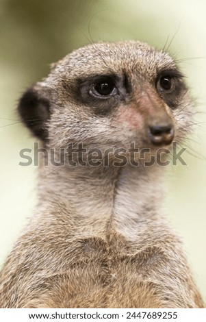 Tallinn Estonia - April 06 2024: Close up portrait of a small mongoose meerkat (Latin: Suricata suricatta). Adorable face of a watchful suricate.