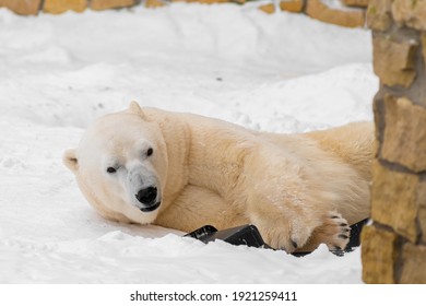 Kutup Ayisi Gorsel Stok Fotograf Ve Vektorleri Shutterstock