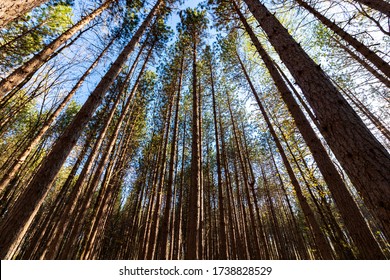 Talls Pines Allowing The Evening Light To Shine Through On A Nature Preserve In Maine.