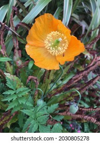 A tall-standing Welsh Poppy rising out from the surrounding greenery