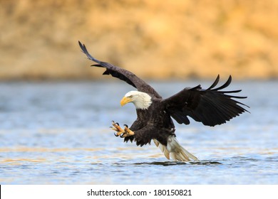 Talon Out, The Bald Eagle Has Spotted Its Prey And Diving Down To Hunt.