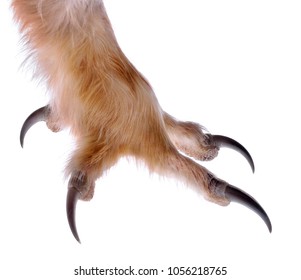 Talon Images Stock Photos Vectors Shutterstock