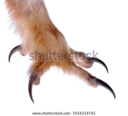 Talon of an Owl isolated on white.
