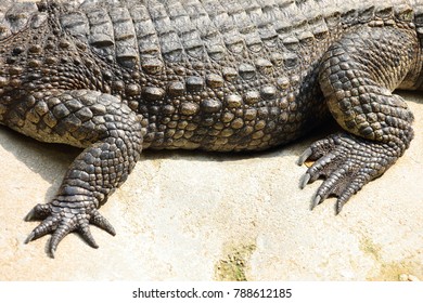 Talon Side Skins Crocodile Tank Stock Photo 788612185 | Shutterstock