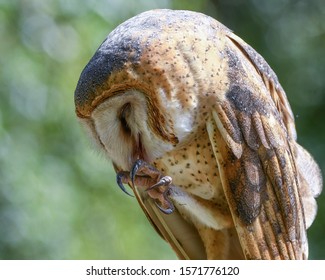 Owl Talons Images Stock Photos Vectors Shutterstock