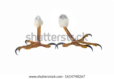 talons of the eagle isolated on a white background