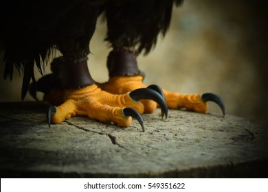 Talons And Feet Of An American Bald Eagle