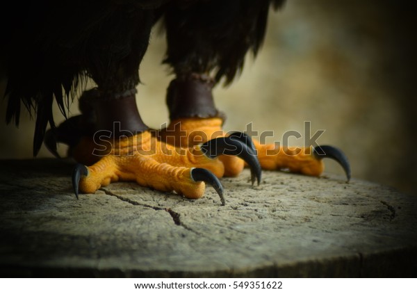 Talons Feet American Bald Eagle Stock Photo (Edit Now) 549351622