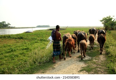 Taltali village of Baufal in Patuakhali, Bangladesh - April 1, 2022: Farmers are going out to the field with their pet buffaloes before dawn.