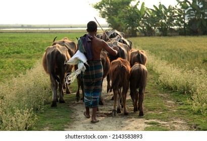 Taltali village of Baufal in Patuakhali, Bangladesh - April 1, 2022: Farmers are going out to the field with their pet buffaloes before dawn.