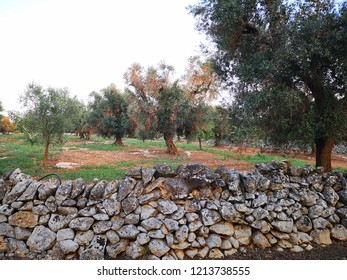 taly, serious problem of sick olive trees, xylella, economic difficulty due to the lack of oil production. poetic landscape of Puglia
